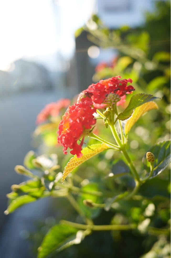 Nikon coolpixA DXフォーマット　コンデジ