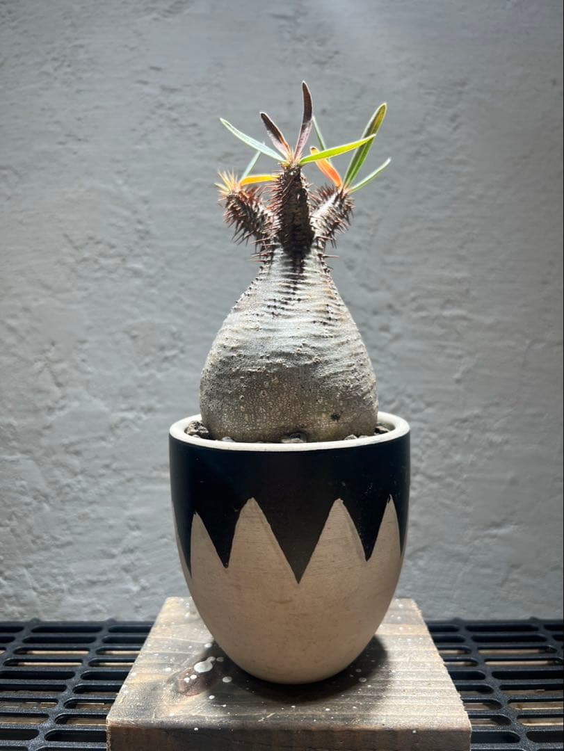 パキポディウム・グラキリス(現地球、発根済)