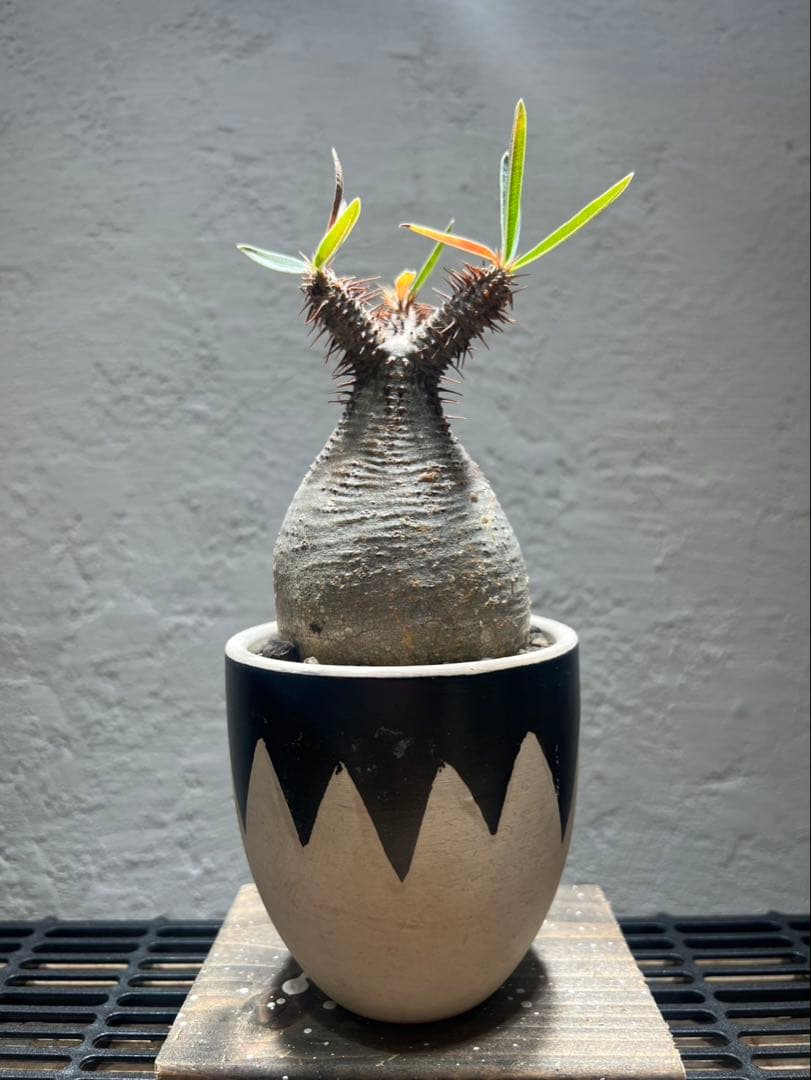 パキポディウム・グラキリス(現地球、発根済)