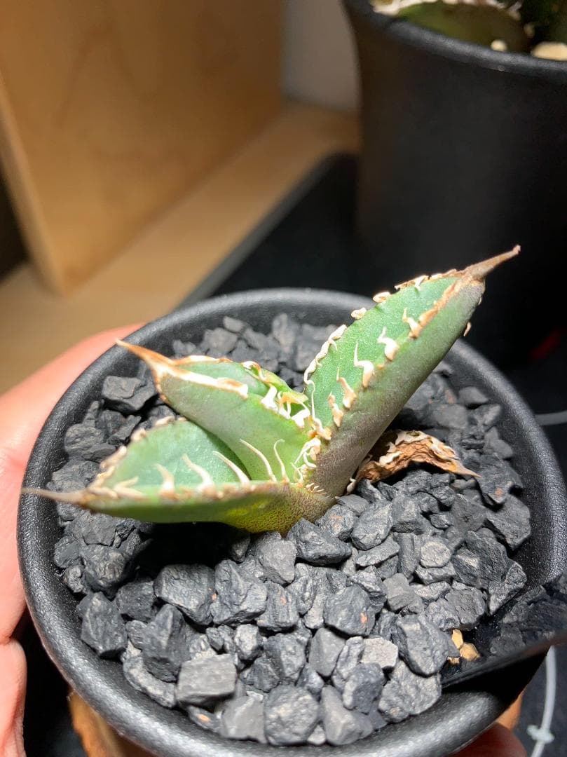 【goodtaniku】アガベ　激熱小籠包産巨歯鯊 カキコ　発根済