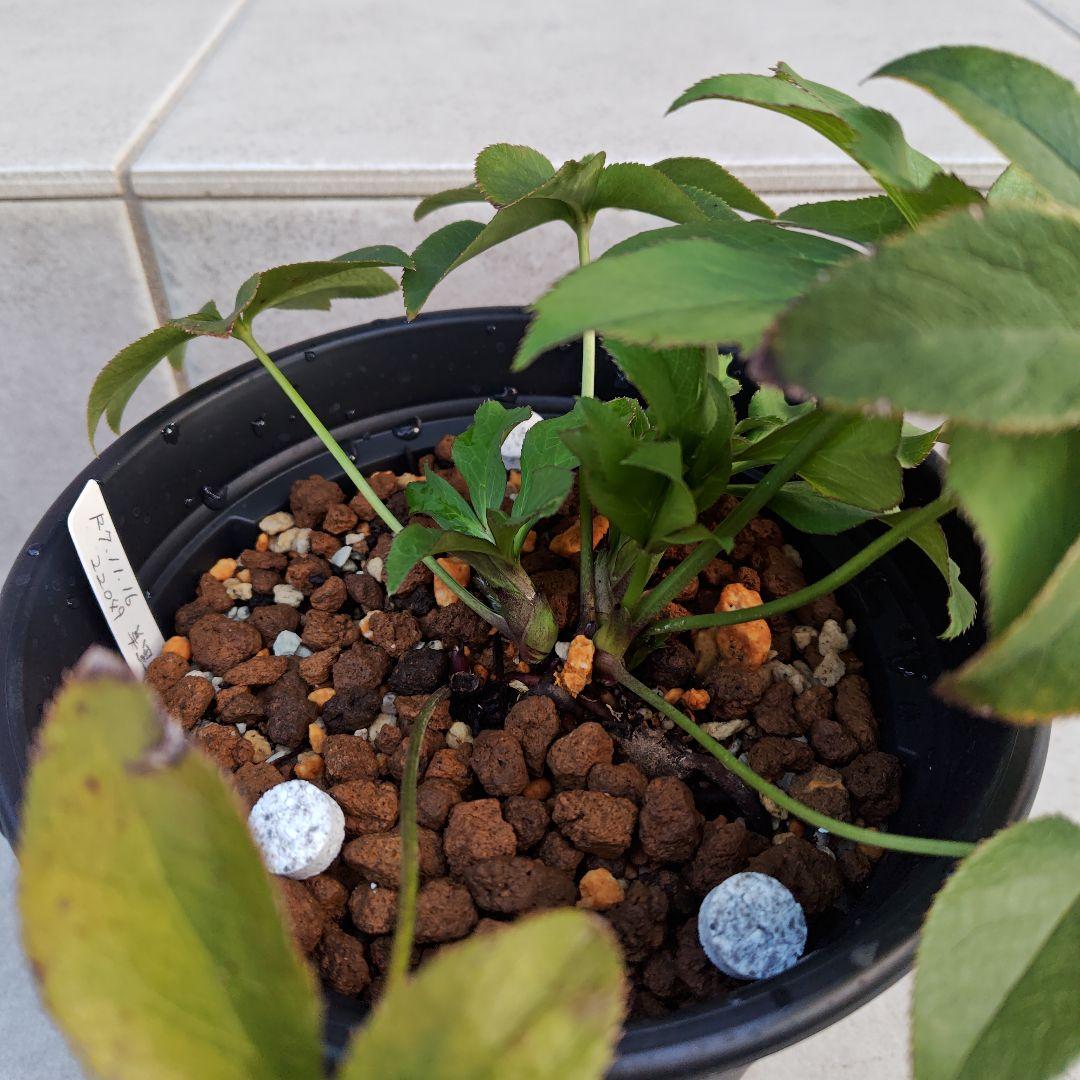 バ*カ様 クリスマスローズ 加藤農園 美黒姫 株分け