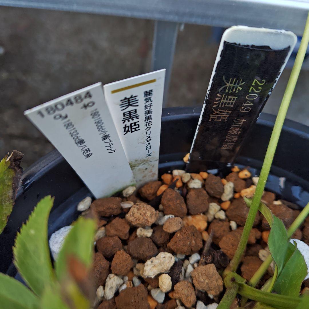 バ*カ様 クリスマスローズ 加藤農園 美黒姫 株分け