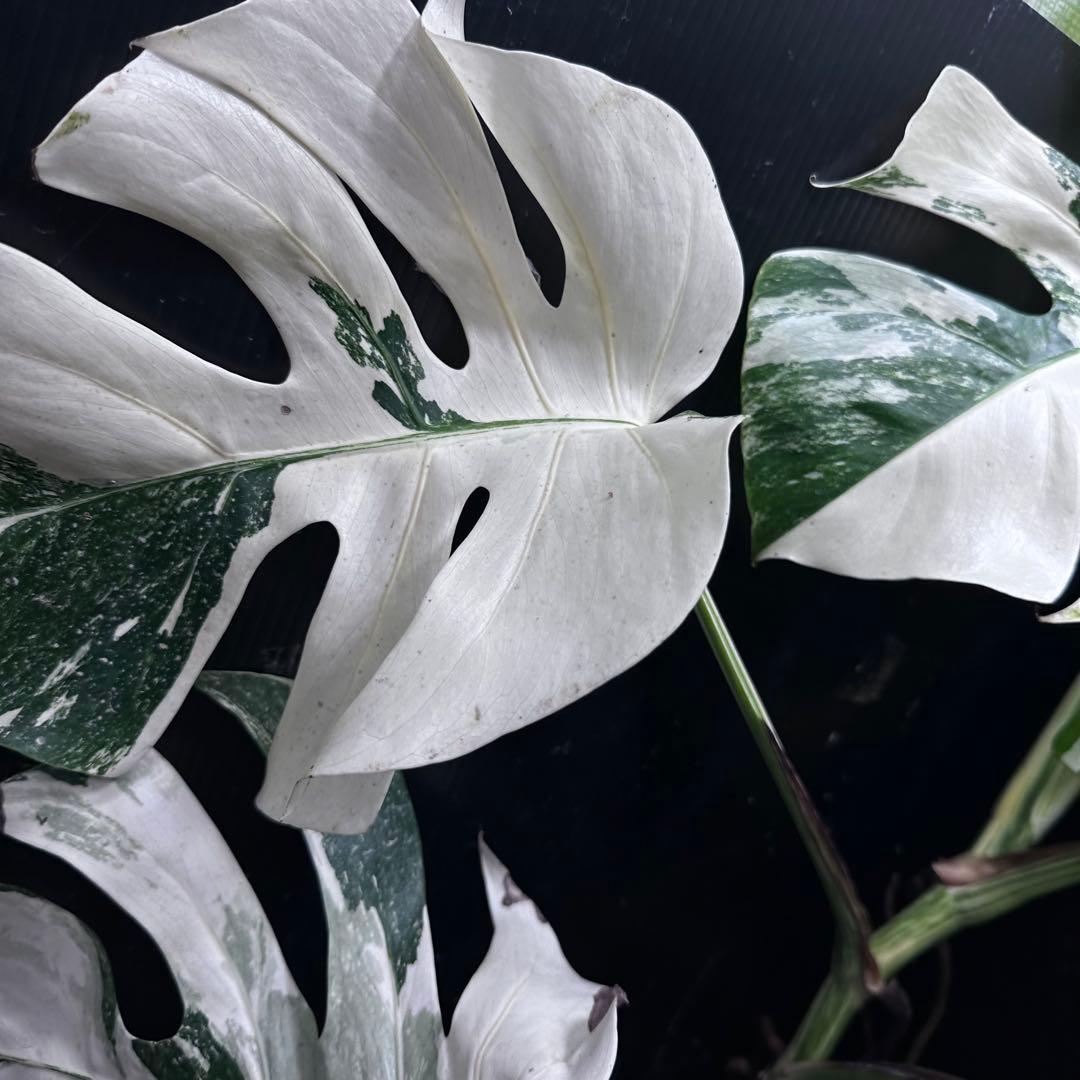 く*。様 斑入りモンステラ ホワイトタイガー極美大株73cm白斑多