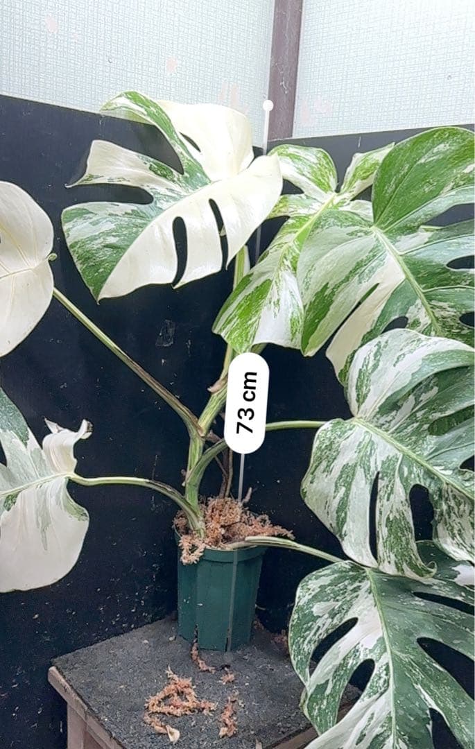 く*。様 斑入りモンステラ ホワイトタイガー極美大株73cm白斑多