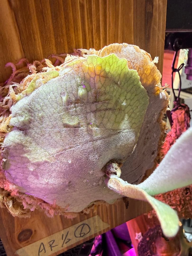 veitchii Auburn  (oc) ビカクシダ　子株　⑥