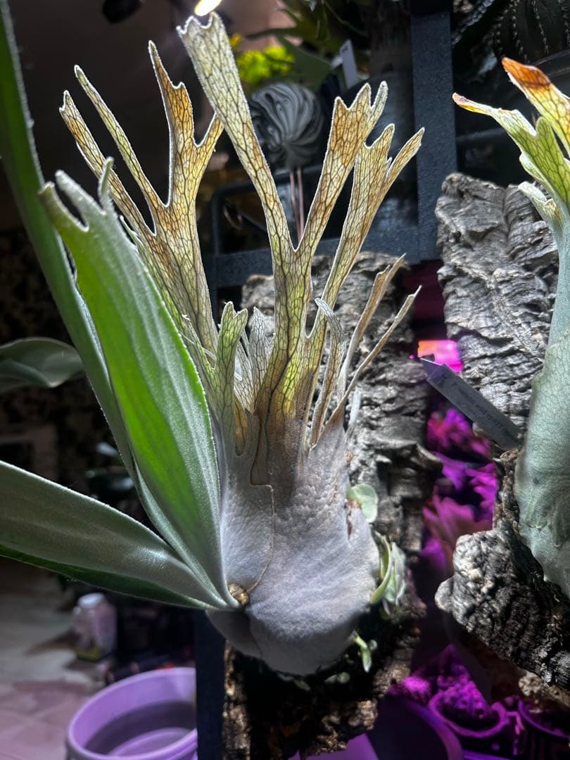 veitchii Auburn  (oc) ビカクシダ　子株　⑥