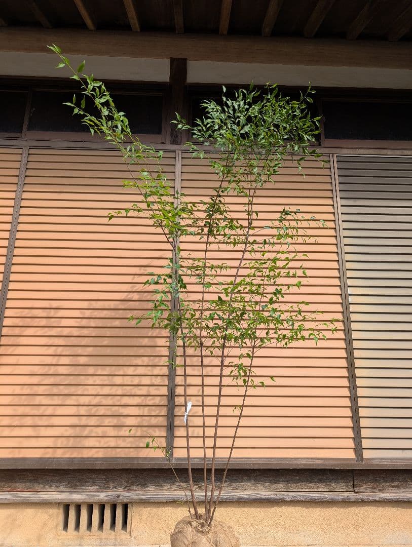 ハイノキ　株立　約1.7m　②