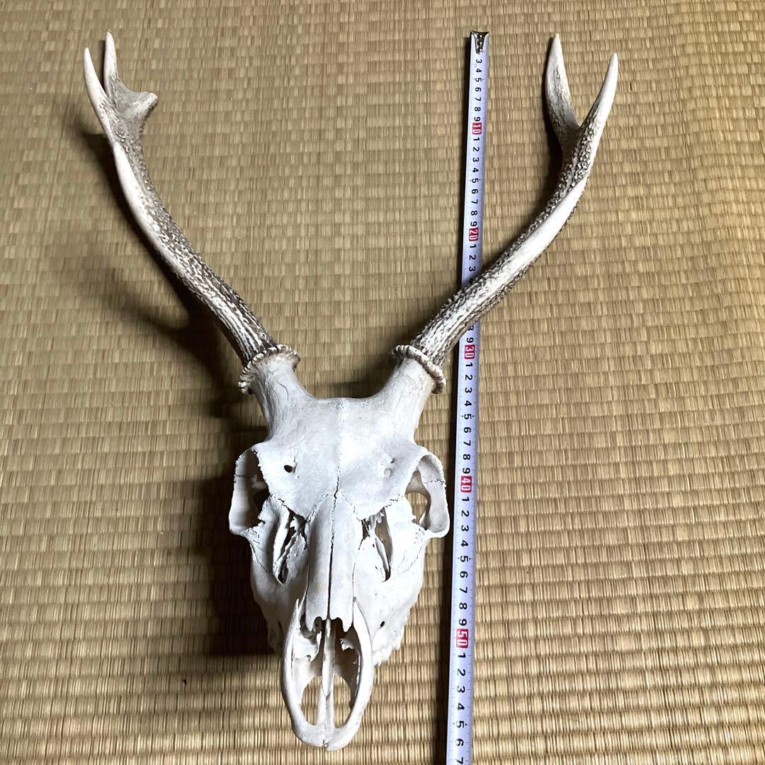 鹿の角　スカル　シカのツノ