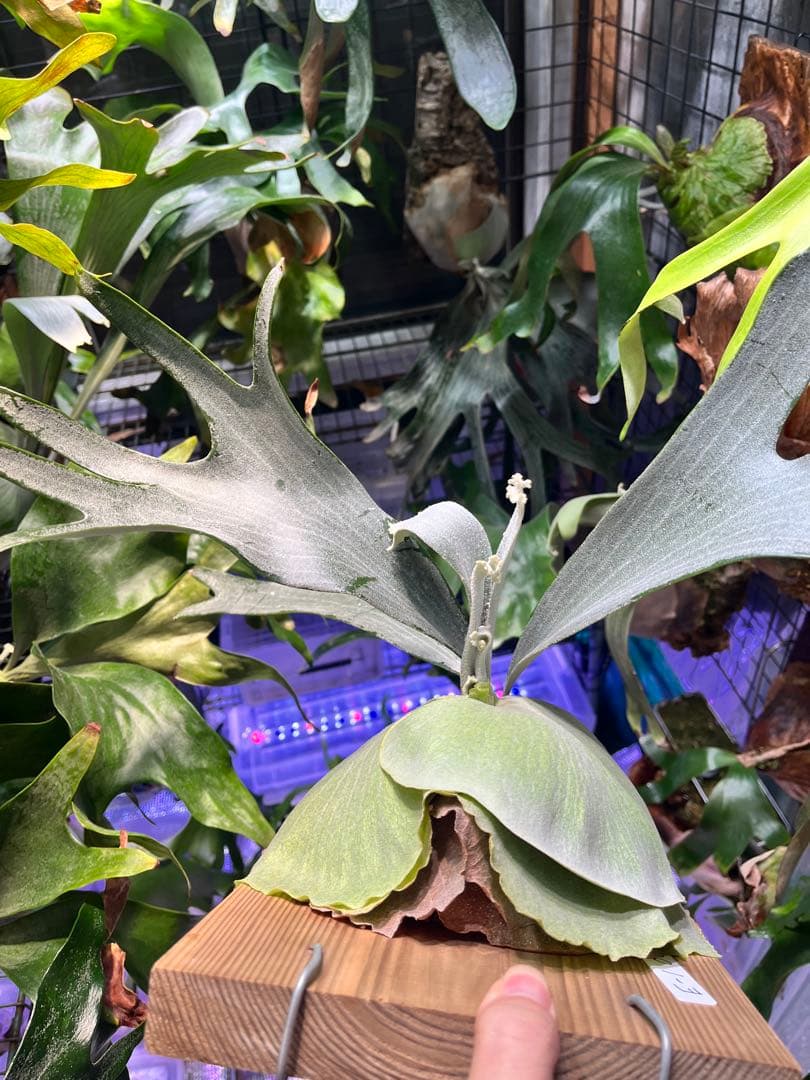 ビカクシダ　E-1 白ビフ　板付　大株