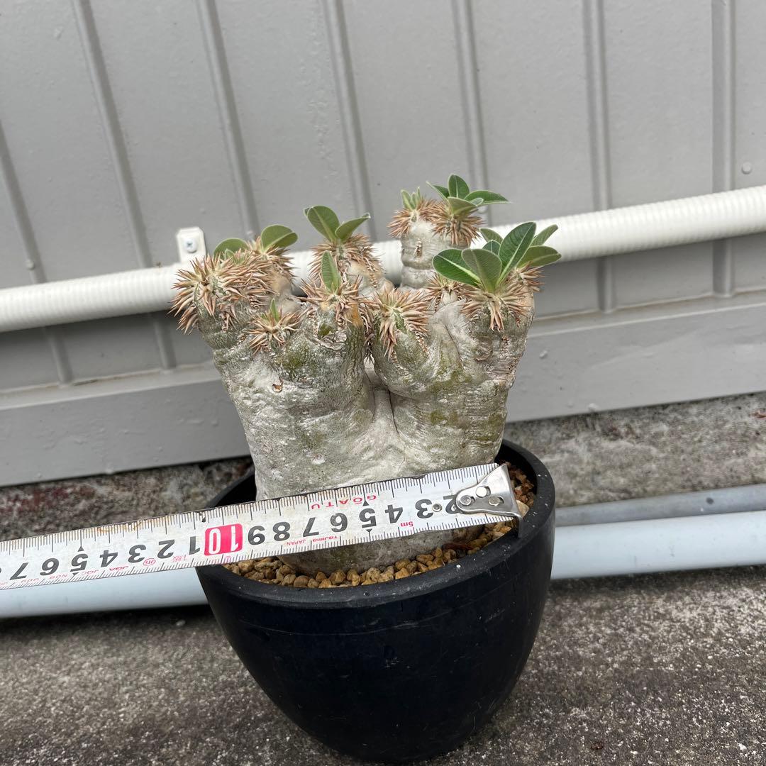 パキポディウム エブレネウム