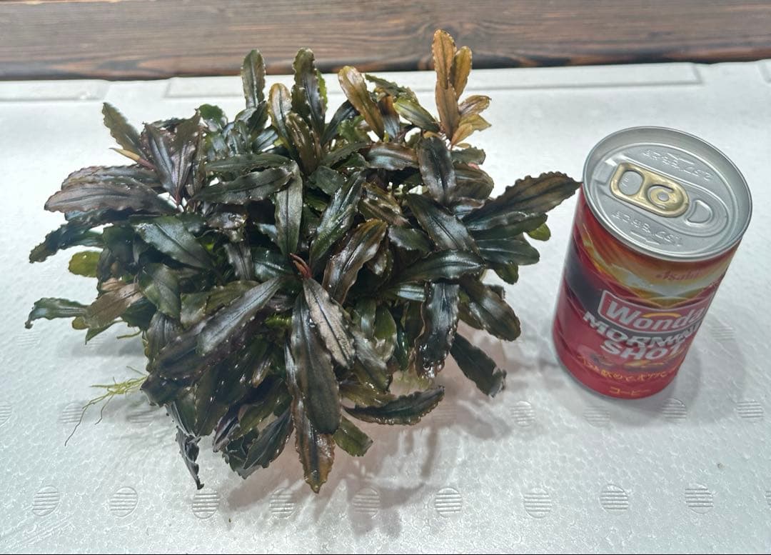 つ*ね様 ブセファランドラ クアラクアヤン タイプ II 大株 石付き