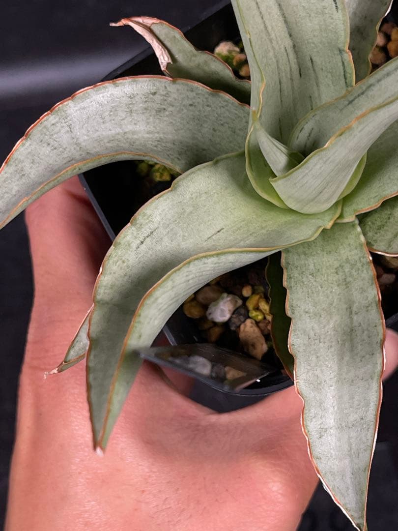 EMP サンセベリア Saigon / 最後の写真が成長株です SA354