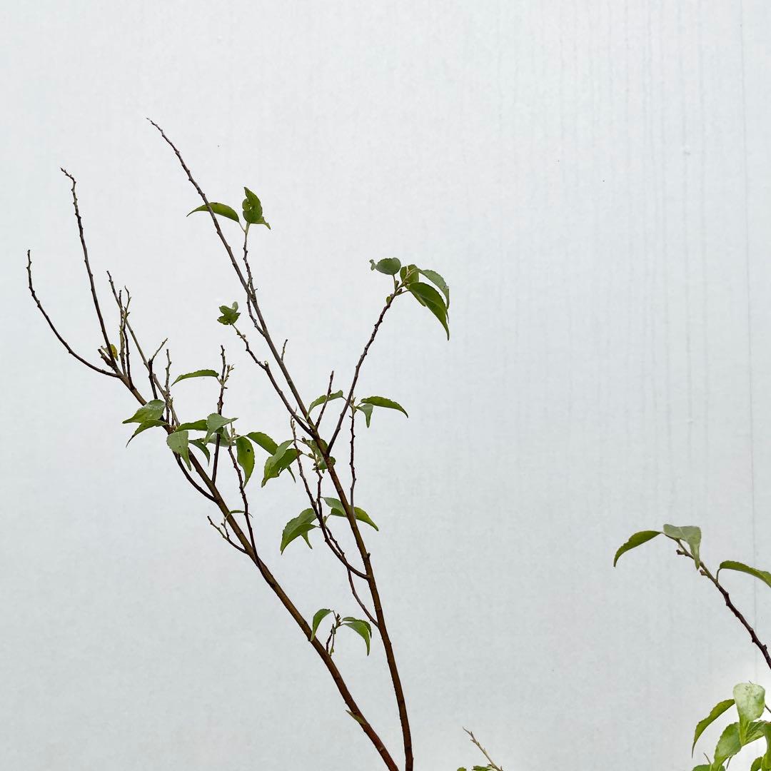 ハイノキ　/ 539 グレースさん専用