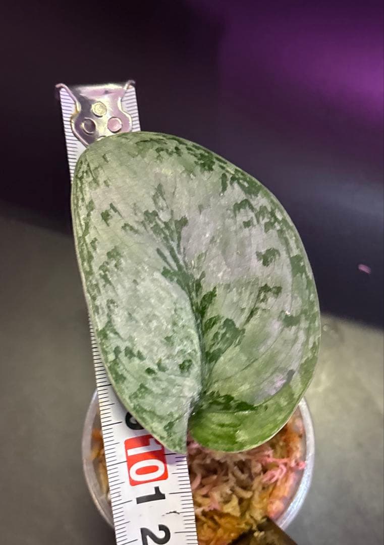 スキンダプサス　レア　セット　H2