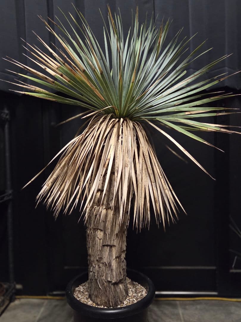 ユッカ ロストラータ (せ) ブルー強め