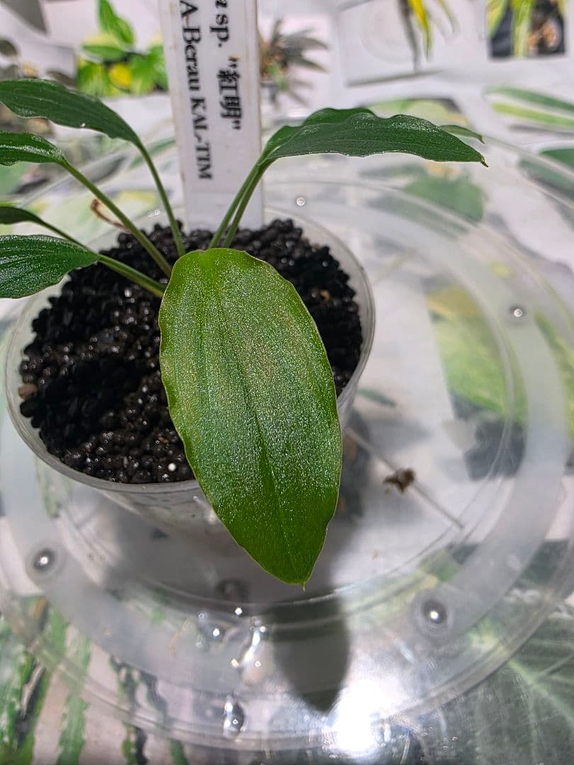 熱帯植物　PP便正規タグ付　ホマロメナsp.\"紅明\"