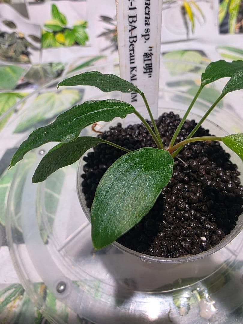 熱帯植物　PP便正規タグ付　ホマロメナsp.\"紅明\"