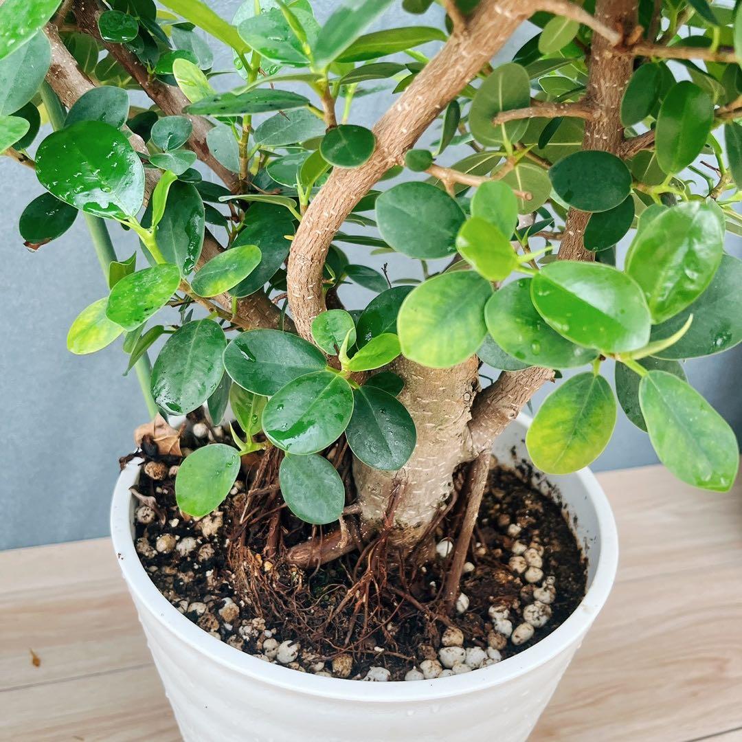 ［現品］【希少】A2 パンダガジュマル　8号　観葉植物　室内　レア　ゴムの木