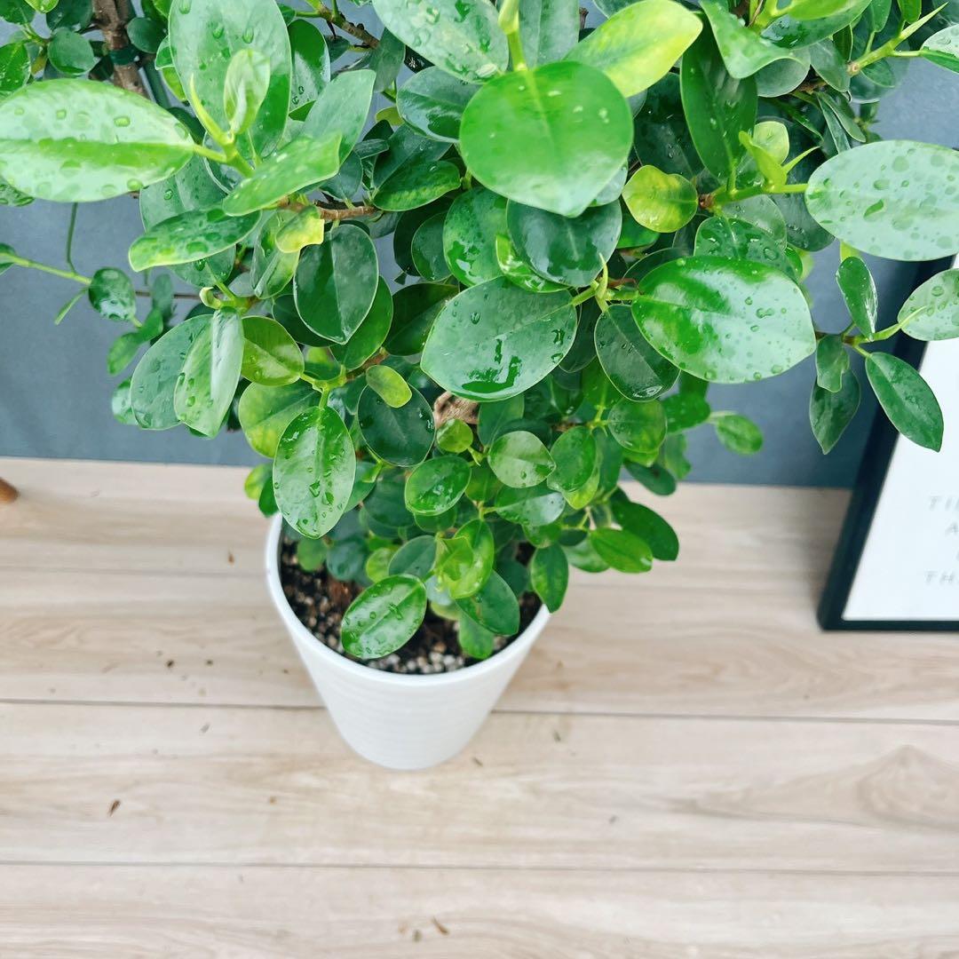 ［現品］【希少】A2 パンダガジュマル　8号　観葉植物　室内　レア　ゴムの木