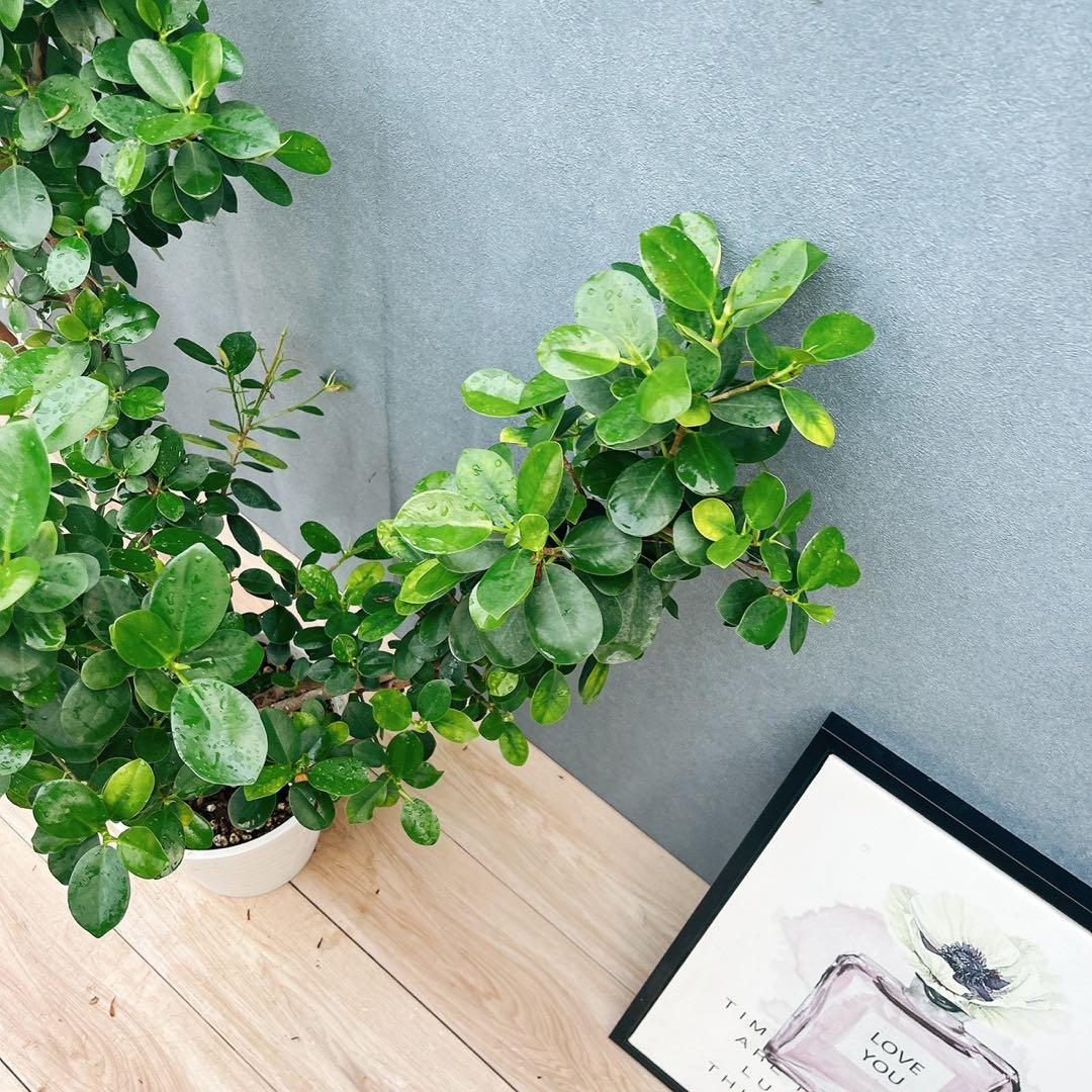 ［現品］【希少】A2 パンダガジュマル　8号　観葉植物　室内　レア　ゴムの木