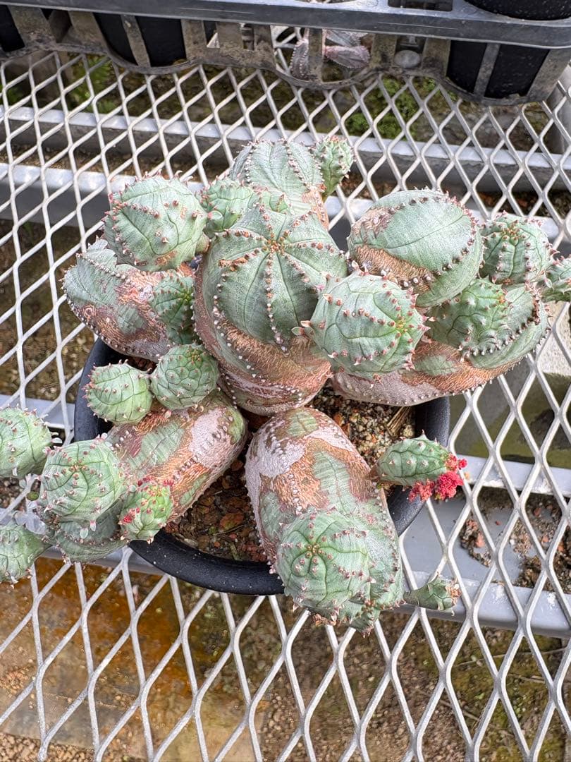 ユーフォルビア　オベサブロウ　モンスト