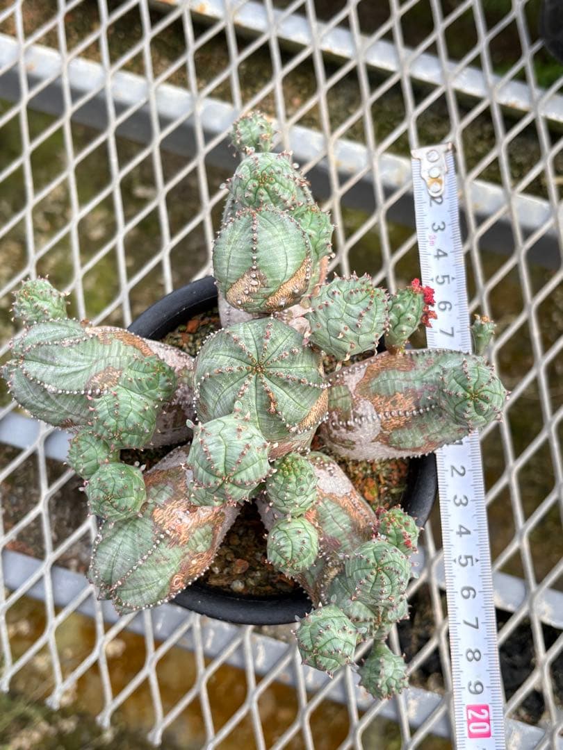 ユーフォルビア　オベサブロウ　モンスト