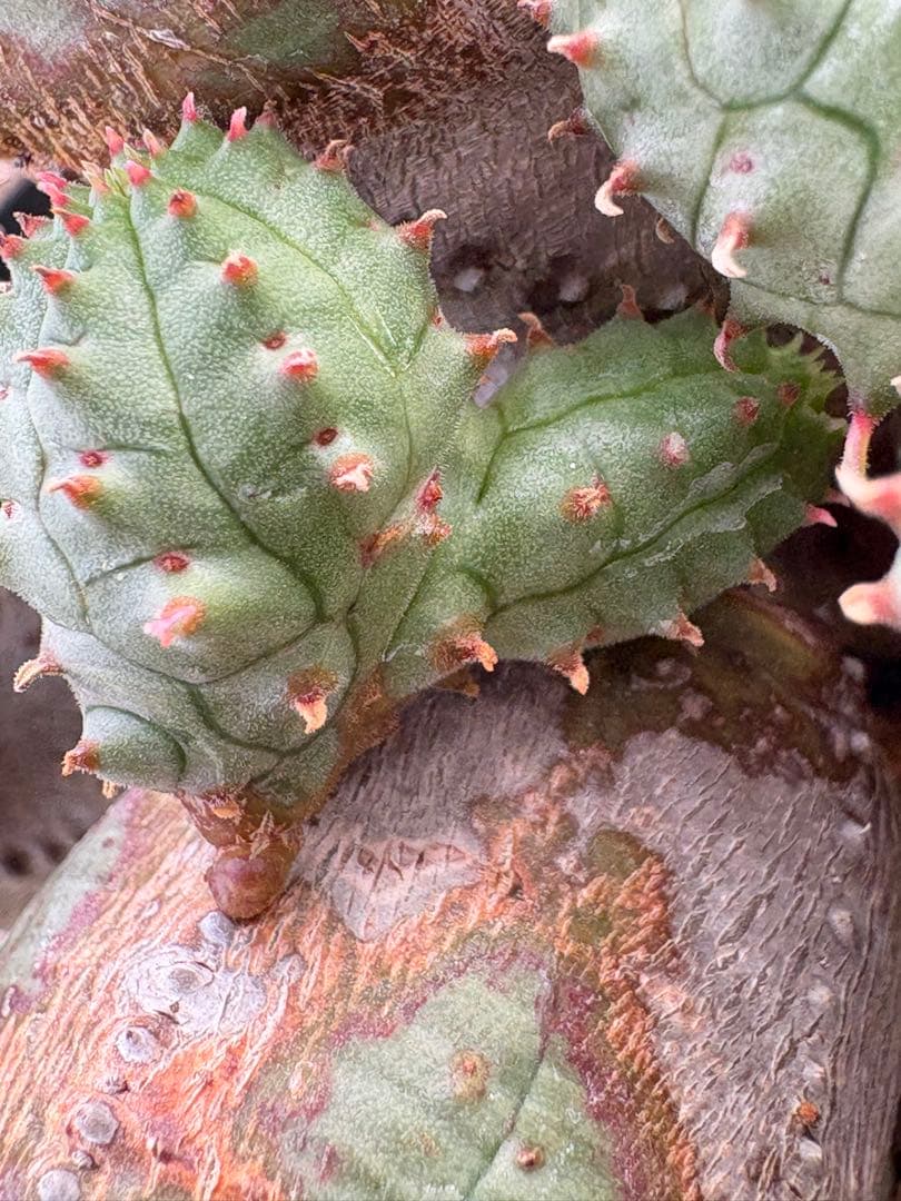 ユーフォルビア　オベサブロウ　モンスト