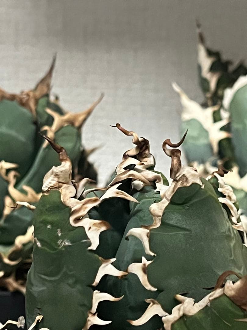 チタノタ　親株