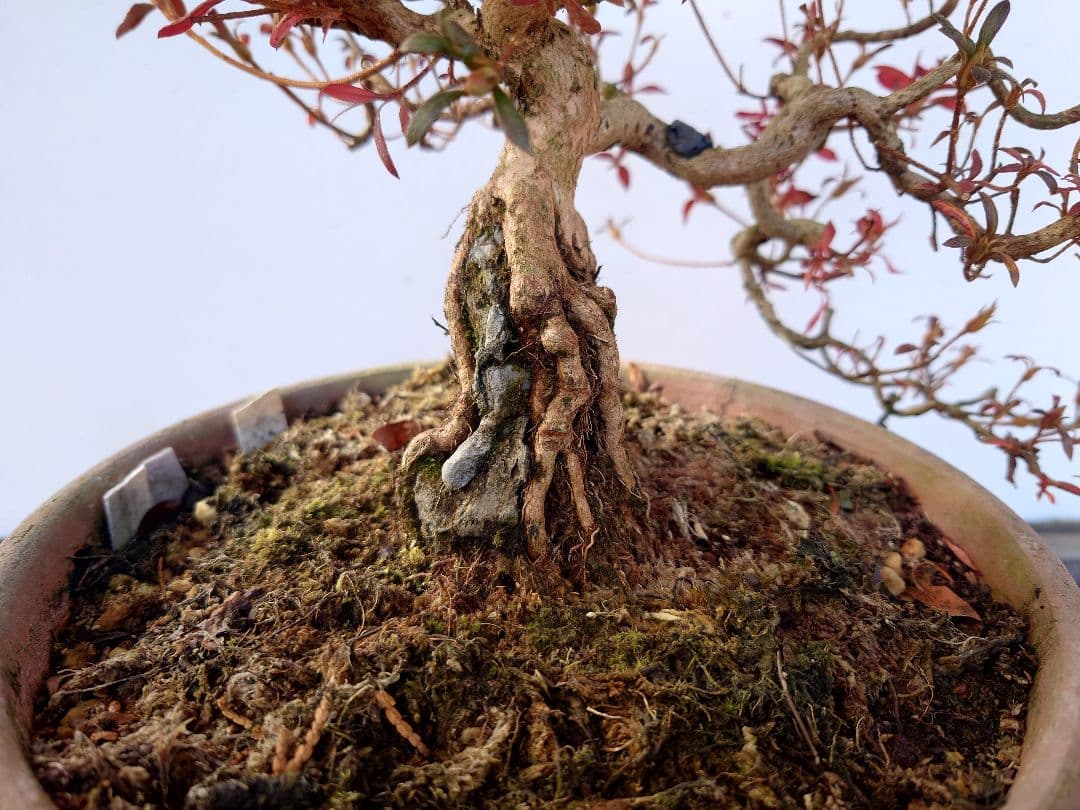 盆栽　皐月(関守の采の八重)　上下26cm