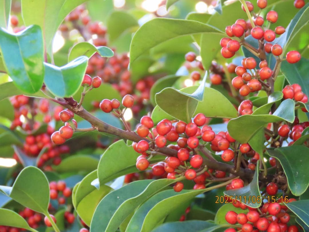 ✨美品✨CANON PowerShot SX70 HS パワーショット　キヤノン