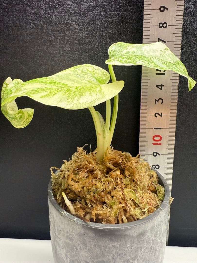 モンステラ　レガシー　組織培養　順化済み