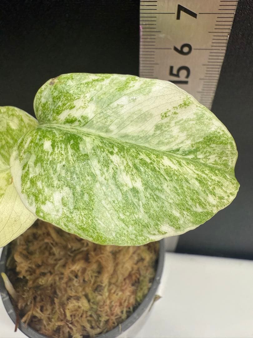 モンステラ　レガシー　組織培養　順化済み