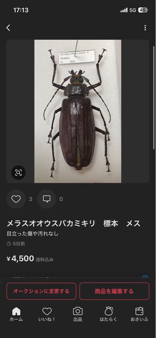 白狐　ウスバカミキリ　標本　ベトナム