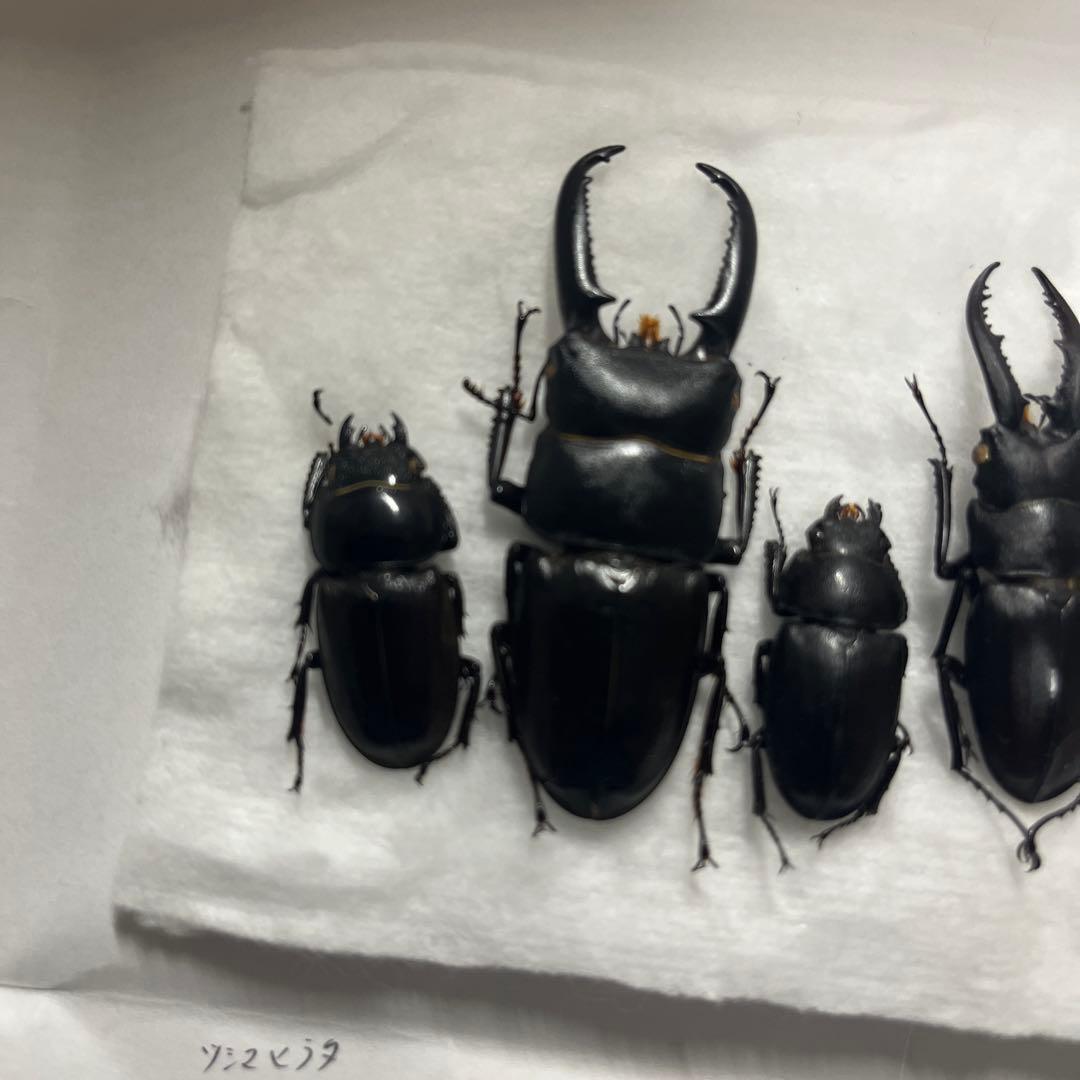 対馬クワガタセット