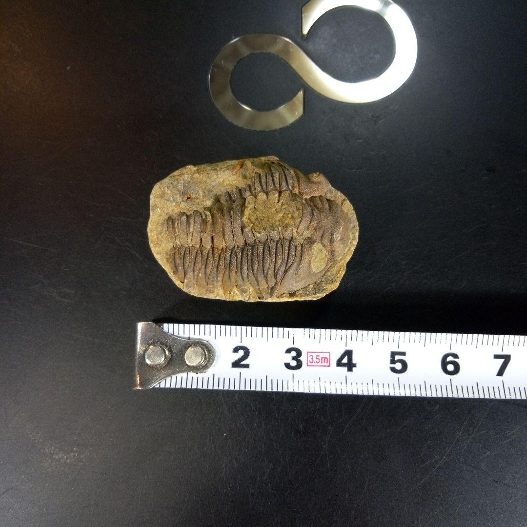 三葉虫　化石　ボリビア産　南アメリカ　trilobite　南米産fossil④