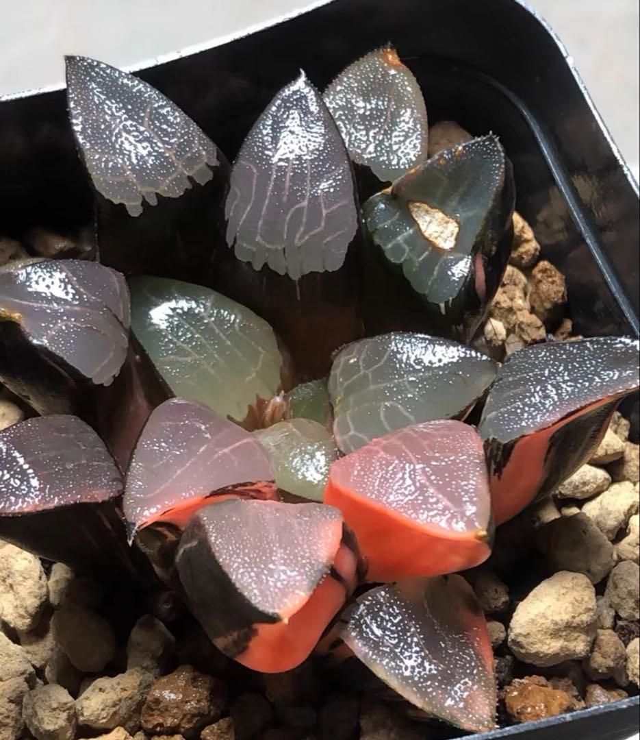 O*Z様 多肉植物　ハオルチア　コレクタ錦　赤斑入り　鮮明錦