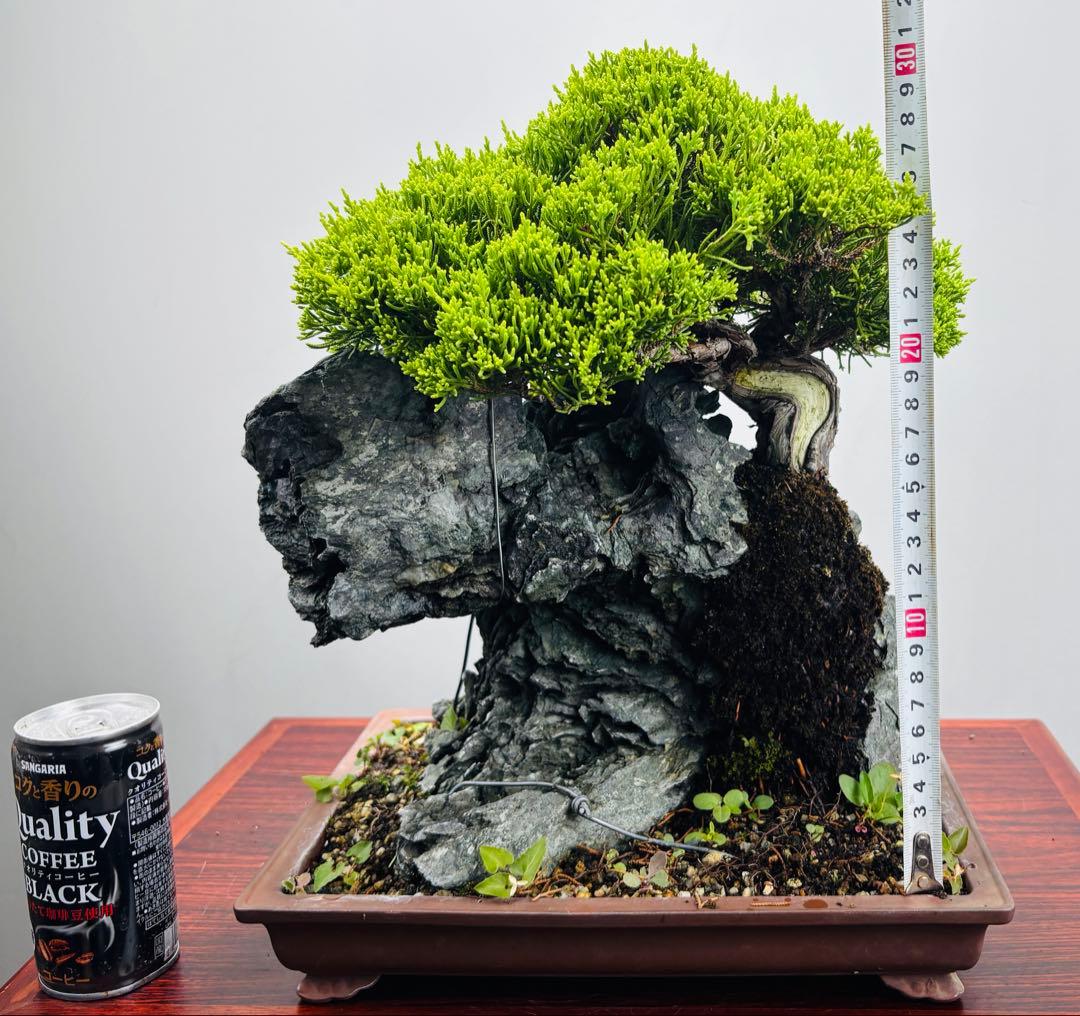 石付き真柏盆栽☆