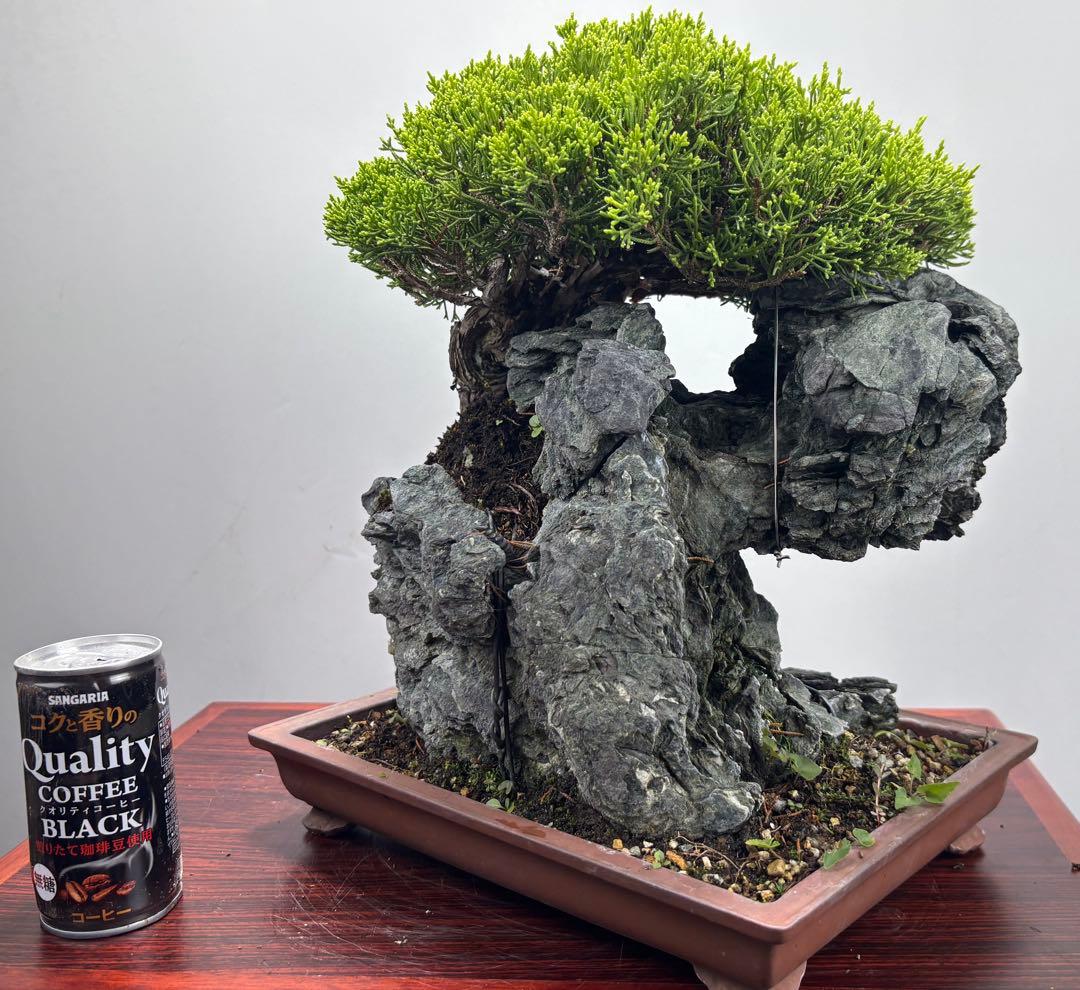 石付き真柏盆栽☆