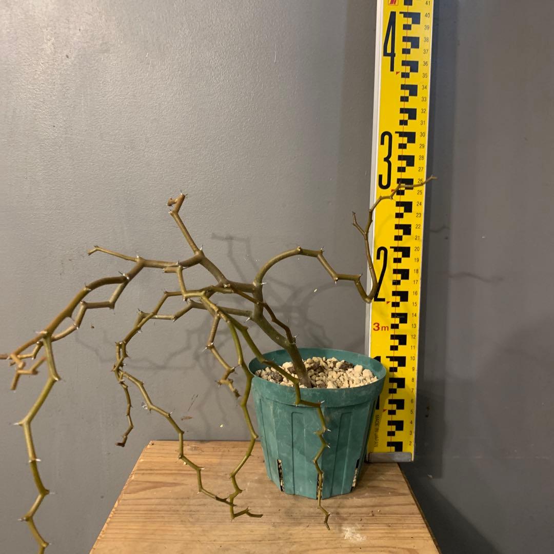 デカリア マダガスカルエンシス