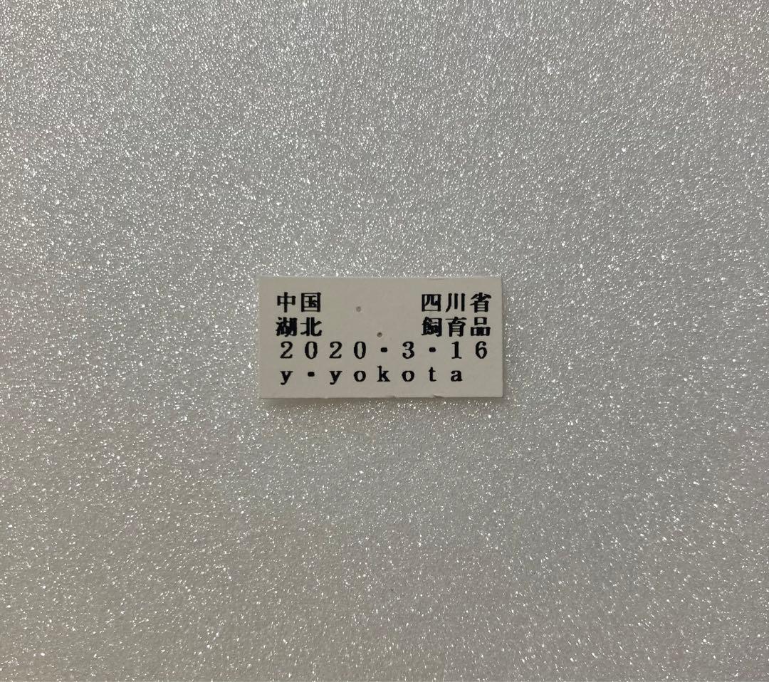 【飼育品】シナギフチョウ（1メス、四川省）
