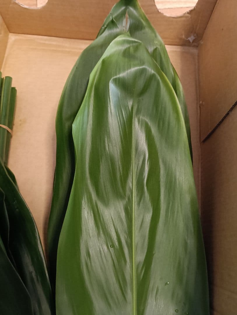 冬季限定価格★本物 ティーリーフ 60枚★フラダンス用スカートやレイ60cm前後