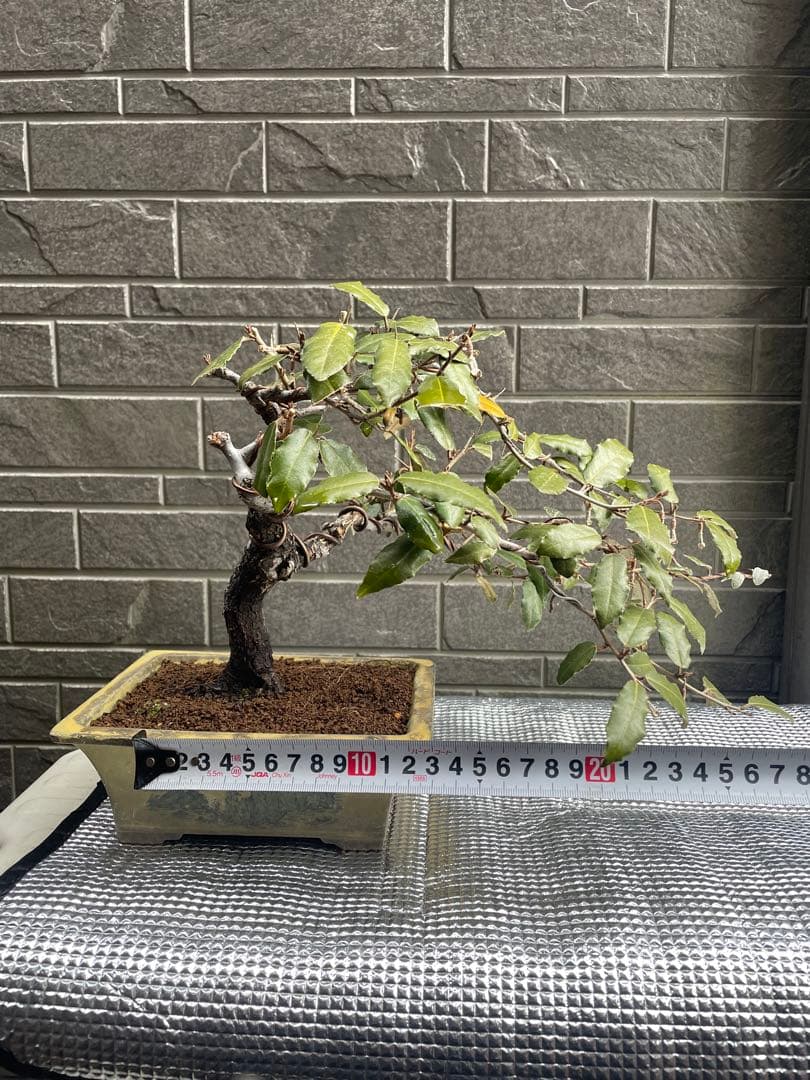 寒グミ小品盆栽　雑木/楓/紅葉/梅/黒松/五葉松