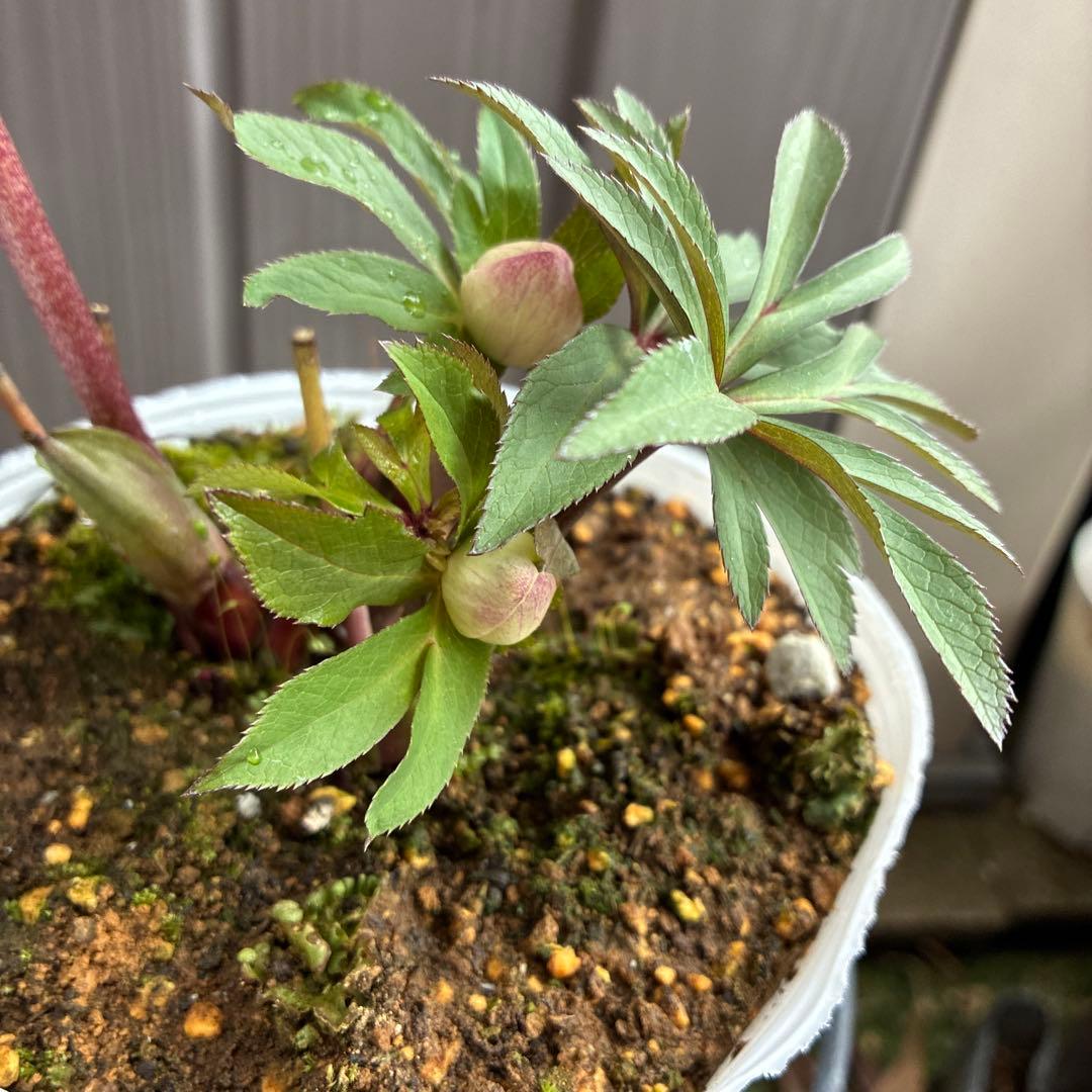 ♡松村ナーセリー♡ベビーピンクダブル　フルーツドロップス