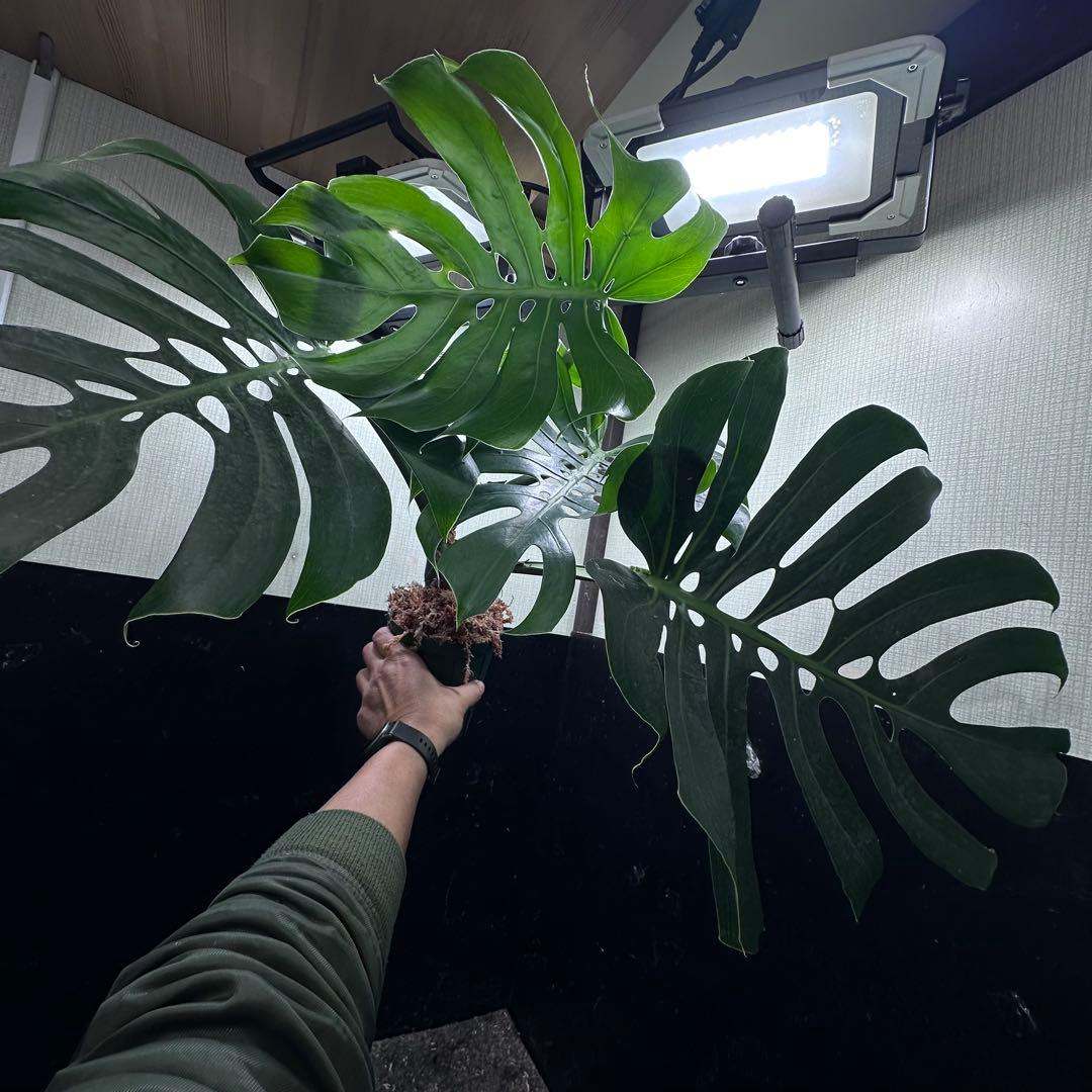 D*t様 モンステラデリシオーサマクロコズム超希少系統鉢植え68㎝