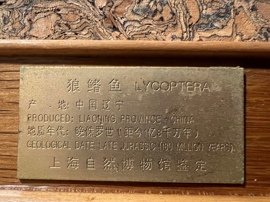 鑑定プレート付ジュラ紀魚化石LYCOPTERA木製額中国遼寧省産後期標本額装