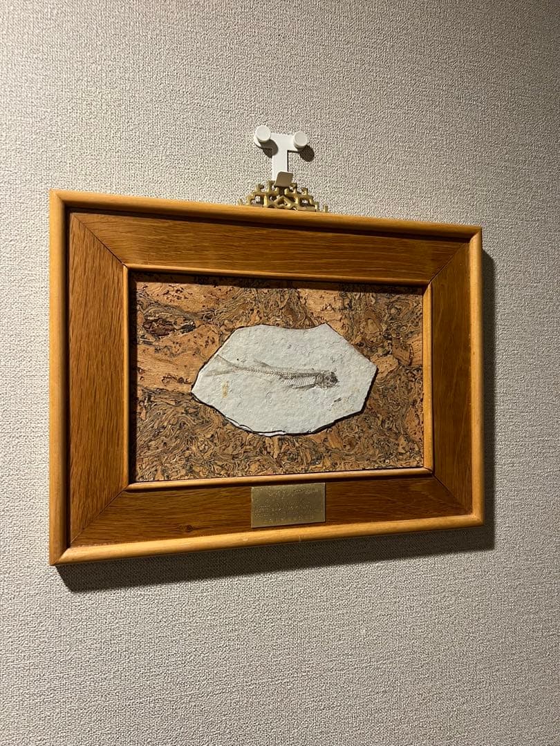 鑑定プレート付ジュラ紀魚化石LYCOPTERA木製額中国遼寧省産後期標本額装