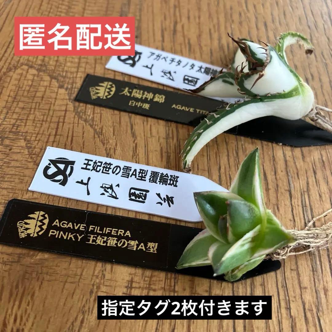 【初売りセット③】87 アガベ 太陽神錦　　ピンキー　TC2株　匿名配送