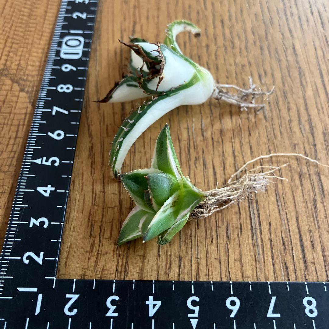 【初売りセット③】87 アガベ 太陽神錦　　ピンキー　TC2株　匿名配送