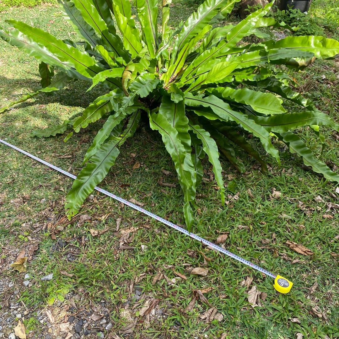 オオタニワタリ、大谷渡り