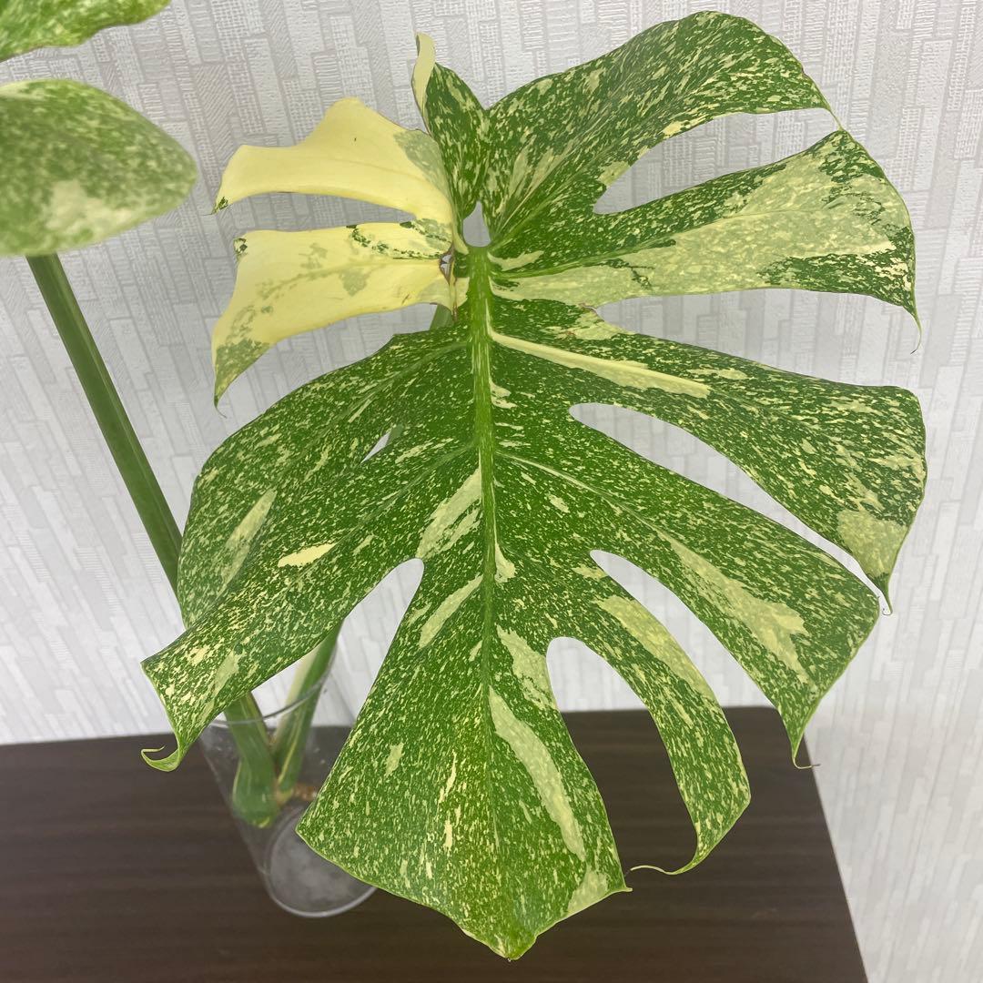 モンステラ　デリシオーサ　スターライト　トップカット